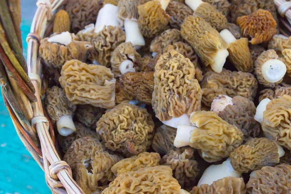 Toplanan mantar morels yalan bir hasır sepet