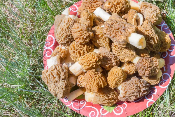 Toplanan mantar morels bir güdük bir plaka üzerinde