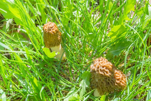 Μανιτάρια Morels Μεγαλώνουν Μέσα Στο Δάσος Για Πράσινο Γρασίδι — Φωτογραφία Αρχείου