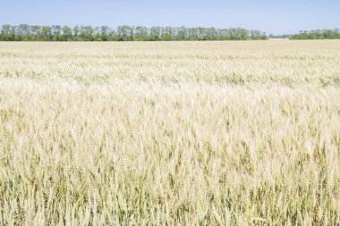 Alan çavdar kulak erken yaz aylarında gelecekteki ekmek