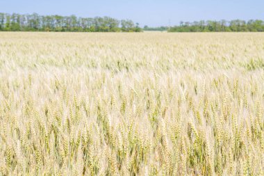 Alan çavdar kulak erken yaz aylarında gelecekteki ekmek