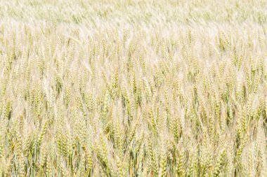 Alan çavdar kulak erken yaz aylarında gelecekteki ekmek