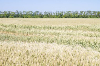 Alan çavdar kulak erken yaz aylarında gelecekteki ekmek