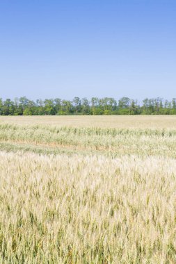 Alan çavdar kulak erken yaz aylarında gelecekteki ekmek