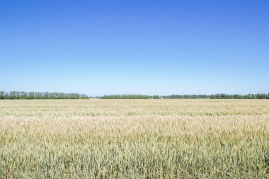 Alan çavdar kulak erken yaz aylarında gelecekteki ekmek