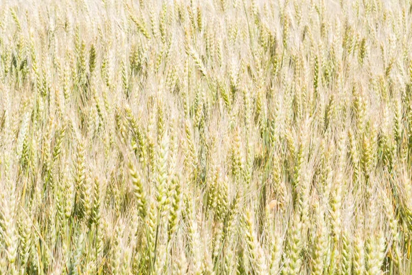 Field of rye ears of future bread in early summer