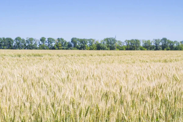 Alan çavdar kulak erken yaz aylarında gelecekteki ekmek