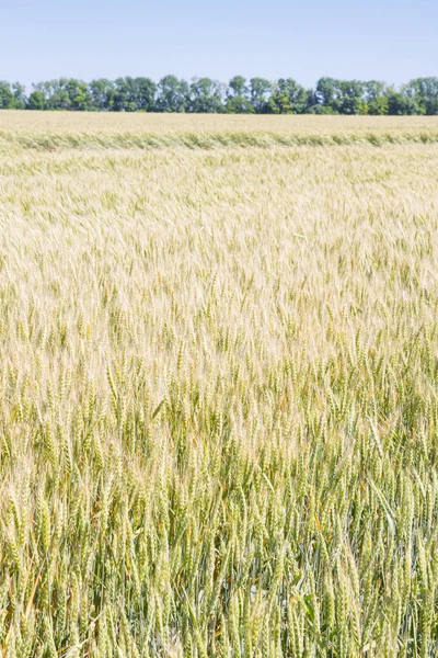 Field of rye ears of future bread in early summer