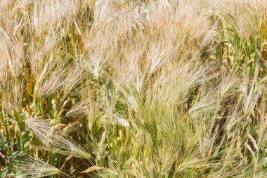 Alan çavdar kulak erken yaz aylarında gelecekteki ekmek