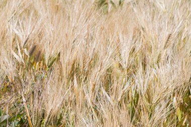 Alan çavdar kulak erken yaz aylarında gelecekteki ekmek