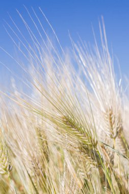 Alan çavdar kulak erken yaz aylarında gelecekteki ekmek