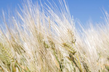 Alan çavdar kulak erken yaz aylarında gelecekteki ekmek