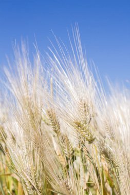Alan çavdar kulak erken yaz aylarında gelecekteki ekmek