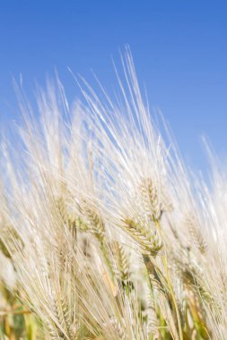 Alan çavdar kulak erken yaz aylarında gelecekteki ekmek