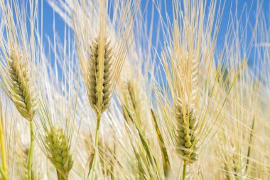 Alan çavdar kulak erken yaz aylarında gelecekteki ekmek