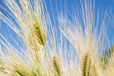 Alan çavdar kulak erken yaz aylarında gelecekteki ekmek