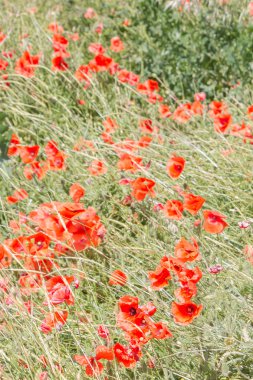 Erken yaz aylarında Güney kırmızı haşhaş çiçek alan