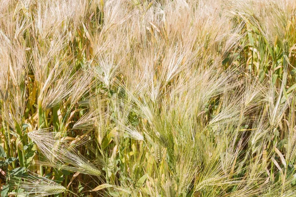 Alan çavdar kulak erken yaz aylarında gelecekteki ekmek