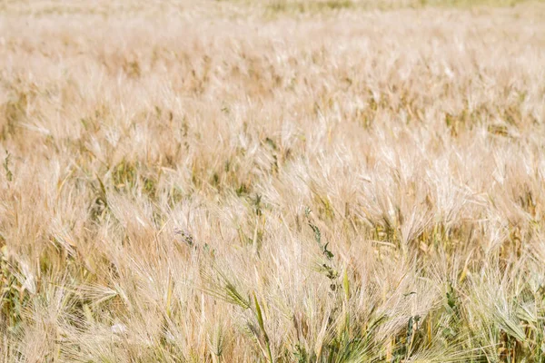Alan çavdar kulak erken yaz aylarında gelecekteki ekmek