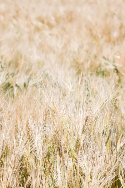 Alan çavdar kulak erken yaz aylarında gelecekteki ekmek