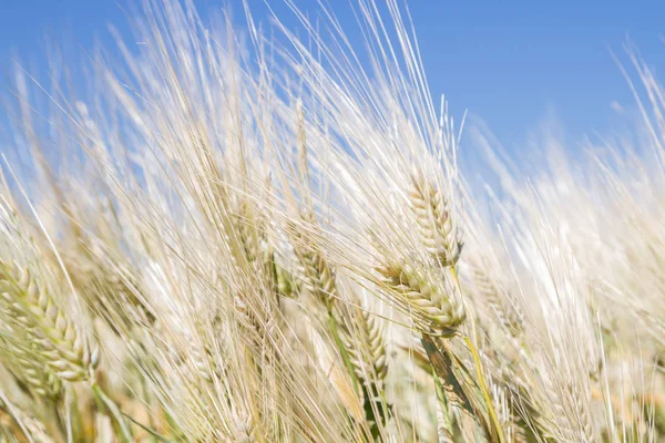 Alan çavdar kulak erken yaz aylarında gelecekteki ekmek