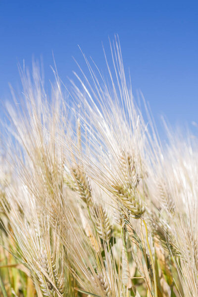 Поле ржаных колосьев будущего хлеба в начале лета
