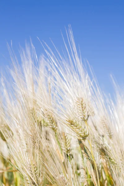 Alan çavdar kulak erken yaz aylarında gelecekteki ekmek