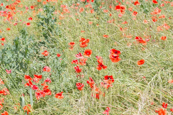 Erken yaz aylarında Güney kırmızı haşhaş çiçek alan