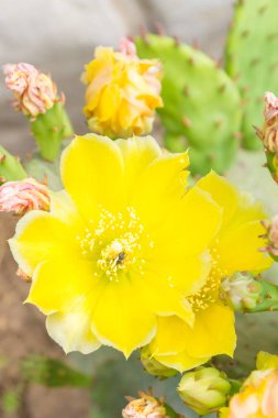 Arı nektarı güzel sarı çiçek kaktüsün üzerinde toplar.
