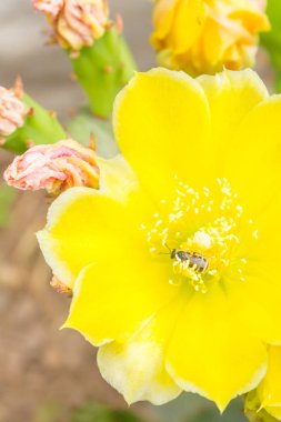 Arı nektarı güzel sarı çiçek kaktüsün üzerinde toplar.