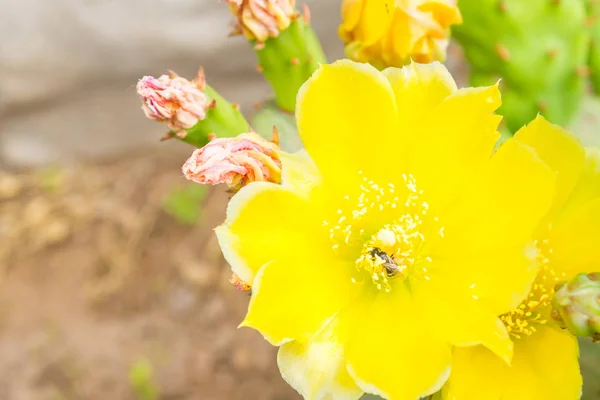 Pszczoła Zbiera Nektar Piękny Żółty Kwiat Kaktusa — Zdjęcie stockowe