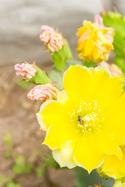 Пчела Собирает Нектар Красивом Желтом Кактусе — стоковое фото