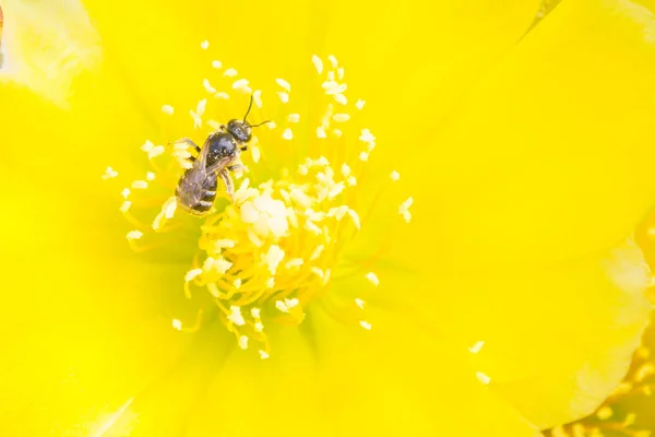 Bee Collects Nectar Beautiful Yellow Flower Cactus — Stock Photo, Image