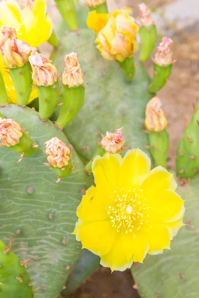 Sarı çiçek çiçekli kaktüs bir sokak çiçek yatakta