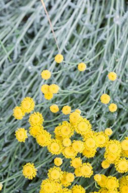 Onların çimen sapları zemin üzerine sarı güzel küçük çiçekler