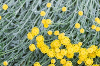 Onların çimen sapları zemin üzerine sarı güzel küçük çiçekler