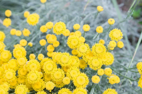 Yellow beautiful small flowers on the background of their grass stems