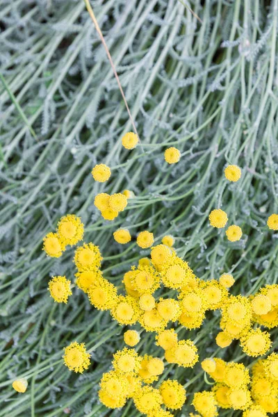 Amarelo Belas Flores Pequenas Fundo Suas Hastes Grama — Fotografia de Stock