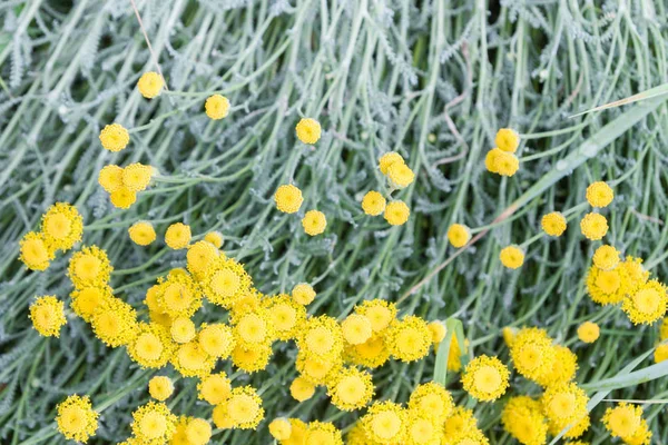 Yellow beautiful small flowers on the background of their grass stems