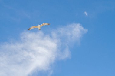 Kuş Albatros beyaz bulutlar ile mavi gökyüzünde uçuyor