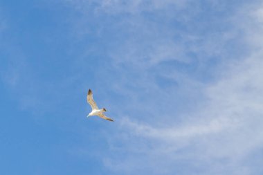 Kuş Albatros beyaz bulutlar ile mavi gökyüzünde uçuyor