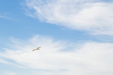 Kuş Albatros beyaz bulutlar ile mavi gökyüzünde uçuyor