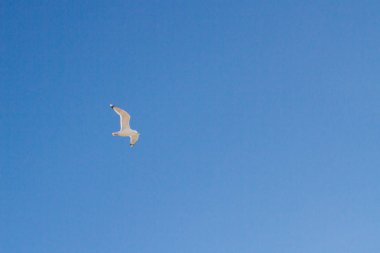 Mavi gökyüzünde uçan bir kuş Albatros