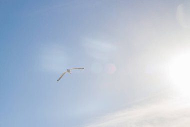 Beyaz bulutlar ve güneş görünümü ile mavi gökyüzünde uçan albatros kuşu