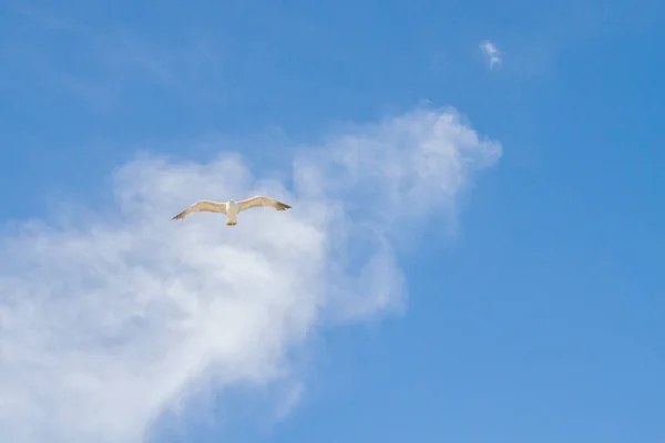 Albatros Aves Vuela Cielo Azul Con Nubes Blancas —  Fotos de Stock