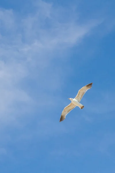 Albatros Pták Letí Bílé Mraky Modré Obloze — Stock fotografie