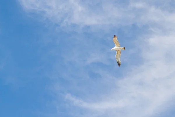 Птица Альбатрос Летит Голубом Небе Белыми Облаками — стоковое фото