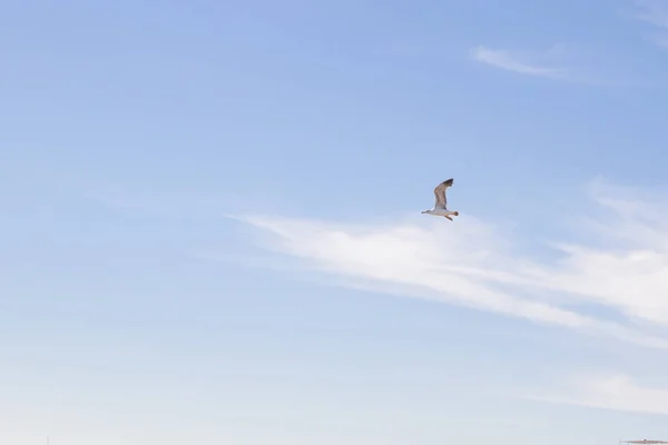 Kuş Albatros Beyaz Bulutlar Ile Mavi Gökyüzünde Uçuyor — Stok fotoğraf
