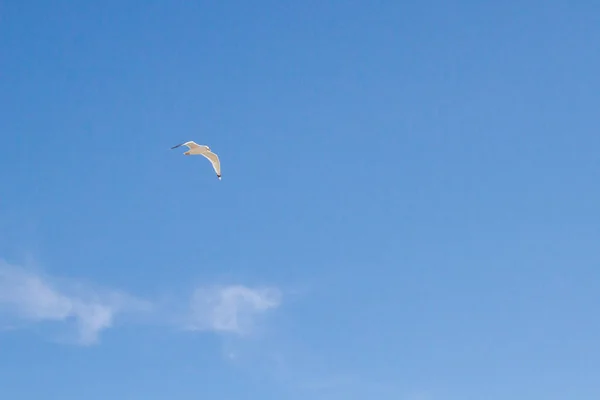 Bird Albatross Está Voando Céu Azul Com Nuvens Brancas — Fotografia de Stock