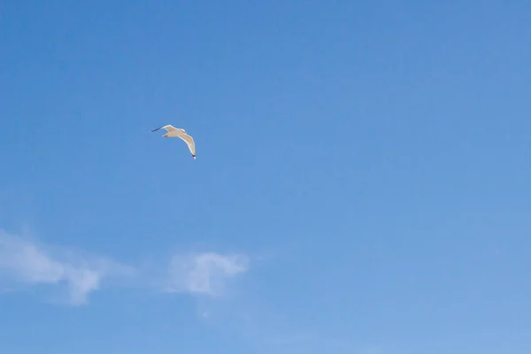 Kuş Albatros Beyaz Bulutlar Ile Mavi Gökyüzünde Uçuyor — Stok fotoğraf